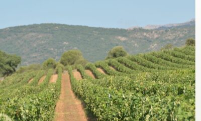 Vini e Vigneti della Sardegna: Un Terroir Unico da Esplorare